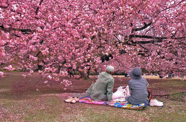 Hanami fioritura dei ciliegi in Giappone